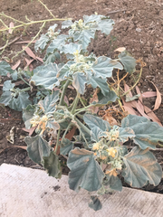 Chrozophora tinctoria