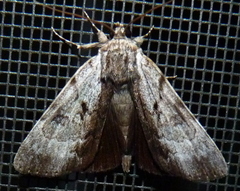 Catocala andromedae