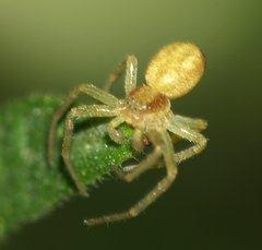 Philodromus