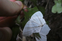 Dissoprumna erycinaria