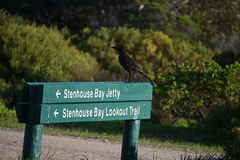 Strepera versicolor intermedia
