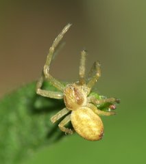 Philodromus