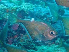 Pempheris adusta
