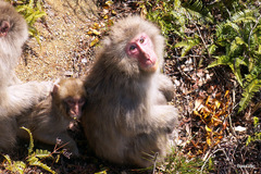Macaca fuscata fuscata