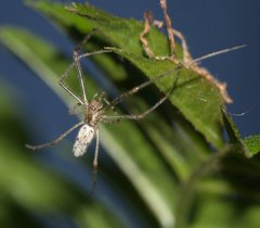 Tetragnatha