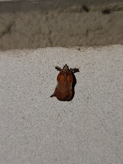 Galasa nigrinodis