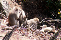 Macaca fuscata fuscata