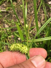 Carex lurida