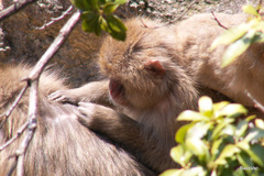 Macaca fuscata fuscata