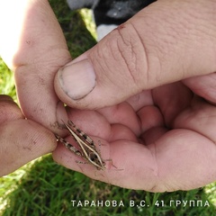 Calliptamus italicus