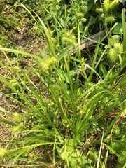 Carex lurida