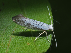Argyresthia retinella