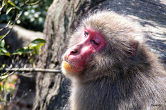 Macaca fuscata fuscata