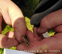 Calliptamus italicus
