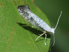 Argyresthia retinella