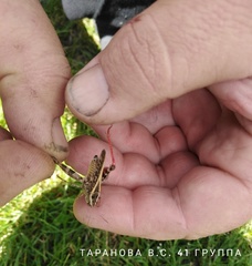 Calliptamus italicus