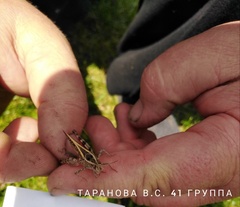 Calliptamus italicus