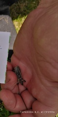 Calliptamus italicus