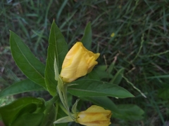 Oenothera