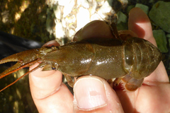 Austropotamobius pallipes