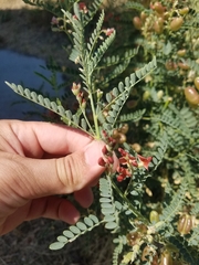 Sphaerophysa salsula