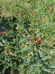 Sphaerophysa salsula