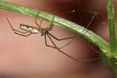 Tetragnatha