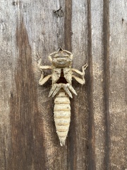 Cordulegastridae