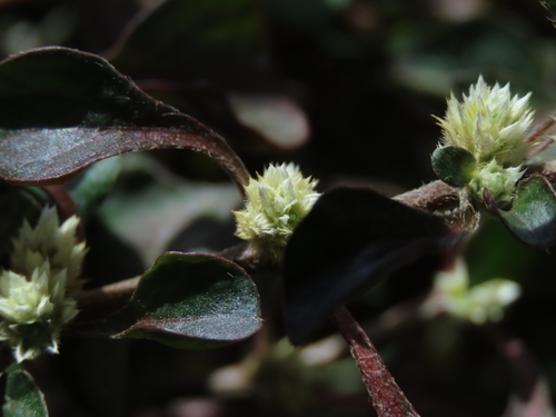 Image of Alternanthera bettzickiana by (c) chiuluan, some rights reserved (CC BY)