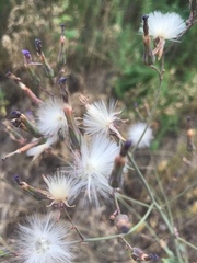 Lactuca tatarica