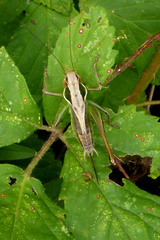 Sepiana sepium