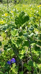 Ribes viscosissimum