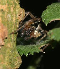 Anyphaena accentuata