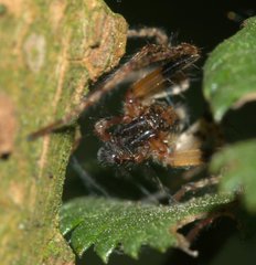 Anyphaena accentuata