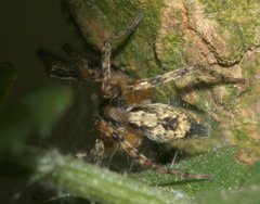 Anyphaena accentuata