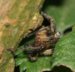 Anyphaena accentuata