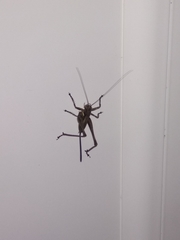 Antaxius spinibrachius