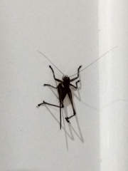 Antaxius spinibrachius