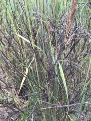 Calamagrostis epigejos