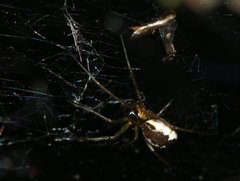 Neriene peltata