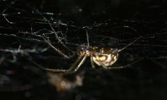 Neriene peltata