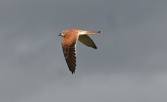 Falco cenchroides cenchroides