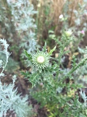 Carduus acanthoides