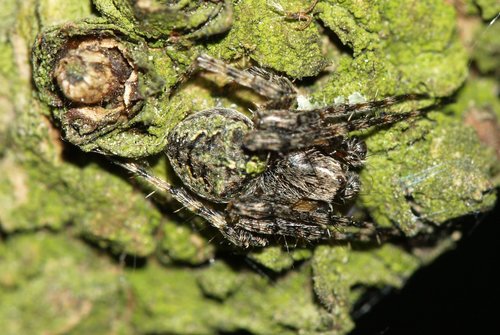 Humped orbweb spider
