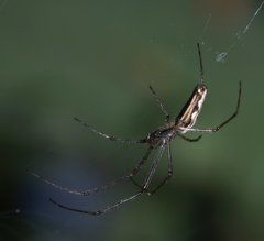 Tetragnatha