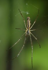 Tetragnatha
