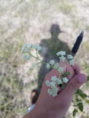 Parthenium confertum