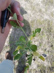 Parthenium confertum