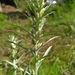 Woodland Cudweed - Photo (c) olesyavtilia, some rights reserved (CC BY-NC)