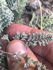 Notholaena greggii